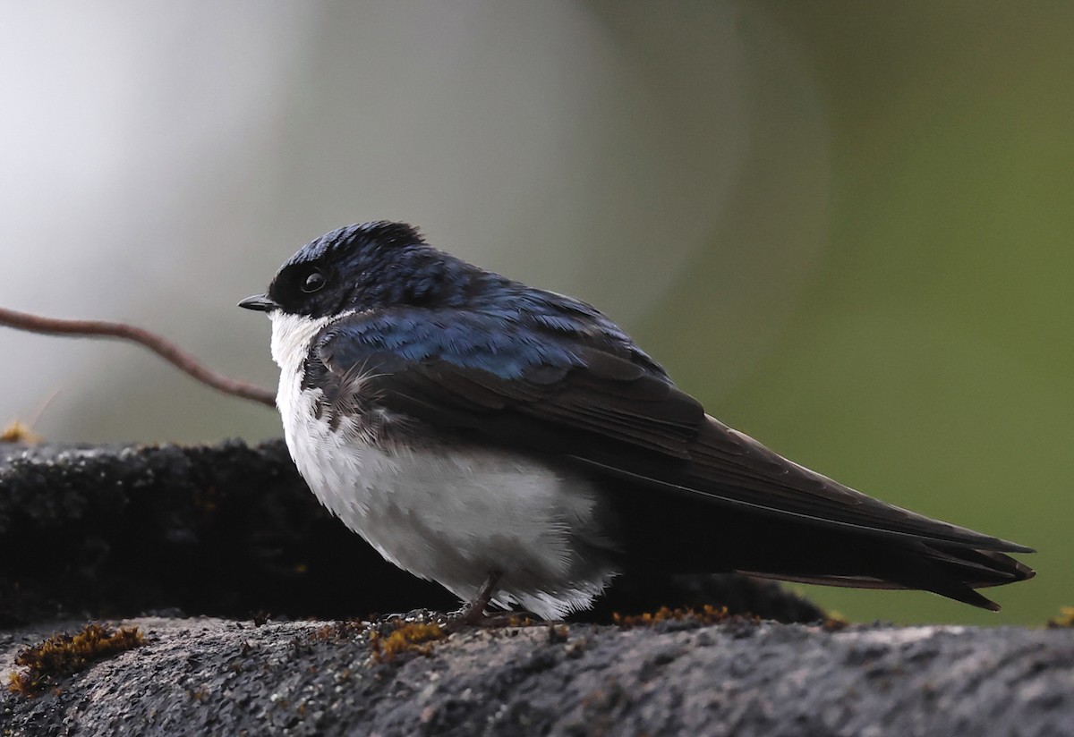 Blue-and-white Swallow - ML659006072