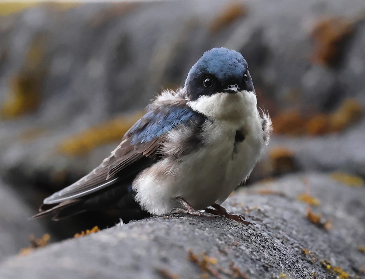 Blue-and-white Swallow - ML659006073
