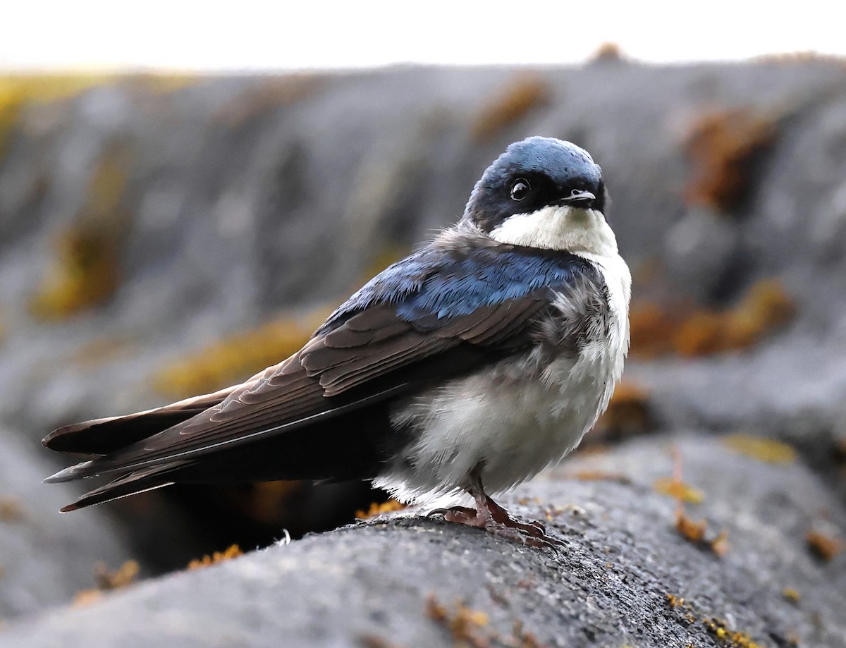 Blue-and-white Swallow - ML659006074