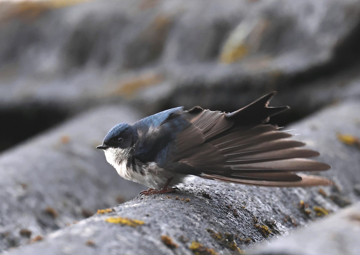 Blue-and-white Swallow - ML659006075