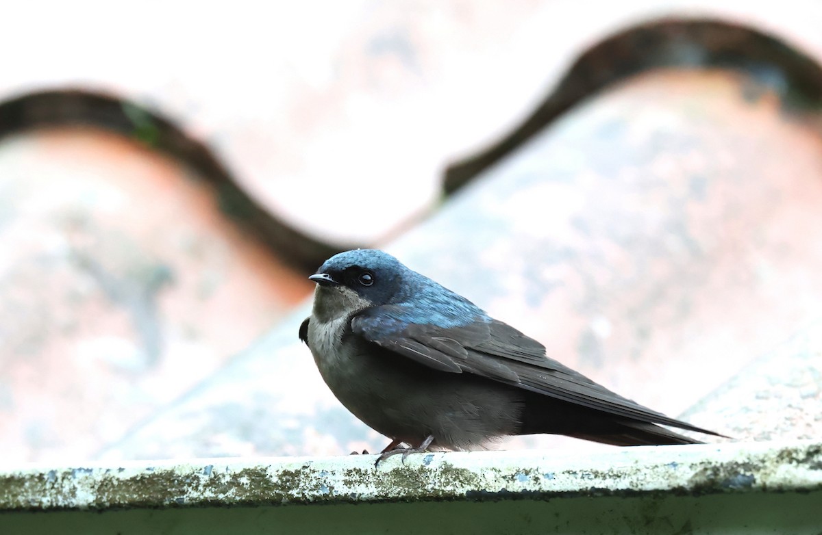 Brown-bellied Swallow - ML659006081