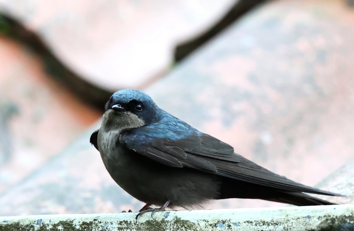 Brown-bellied Swallow - ML659006082