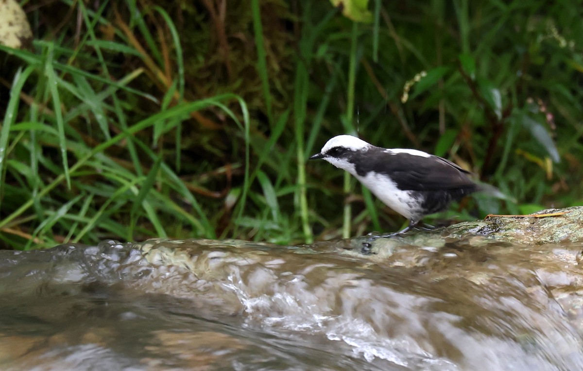 White-capped Dipper - ML659006101