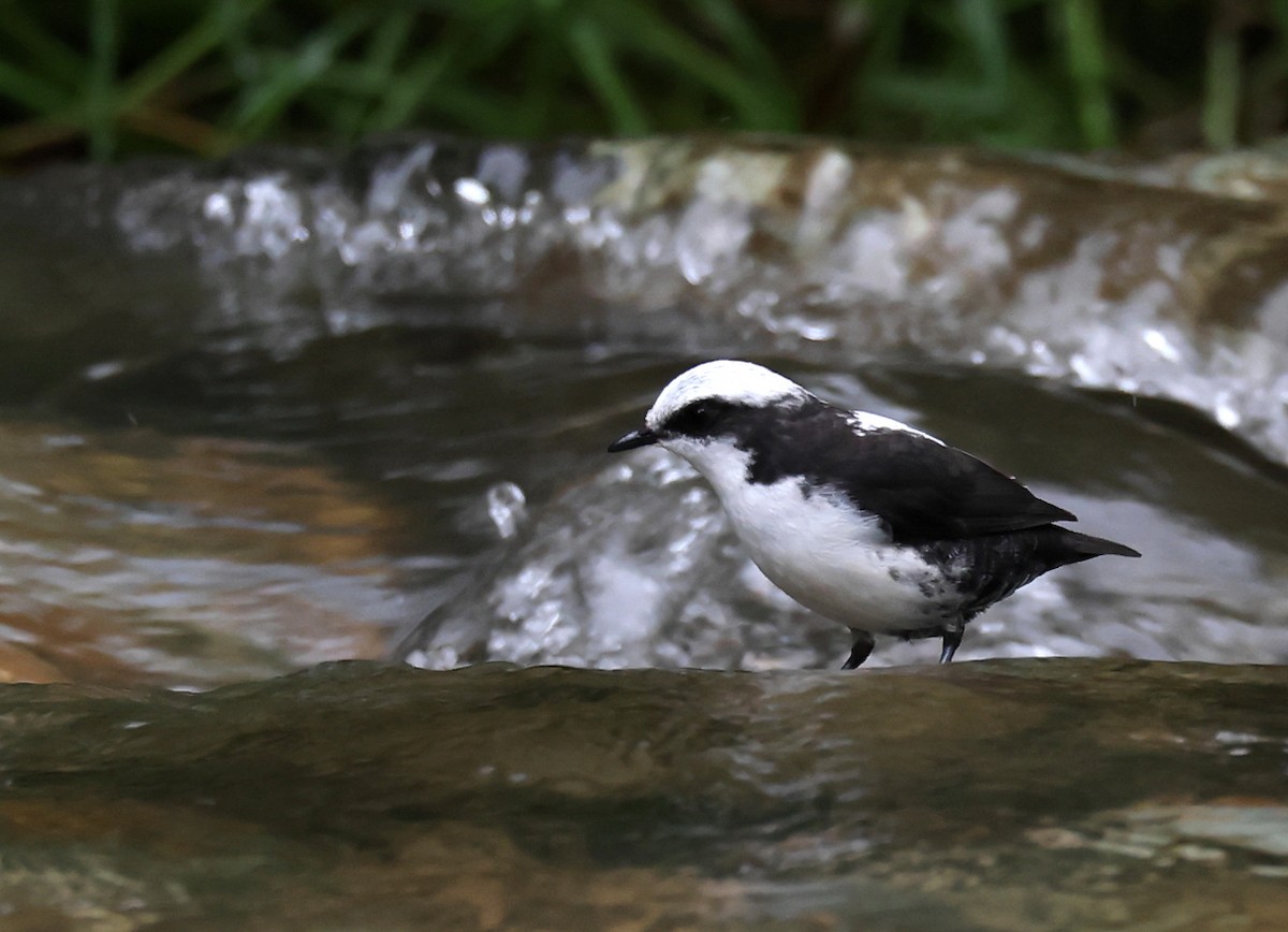 White-capped Dipper - ML659006102