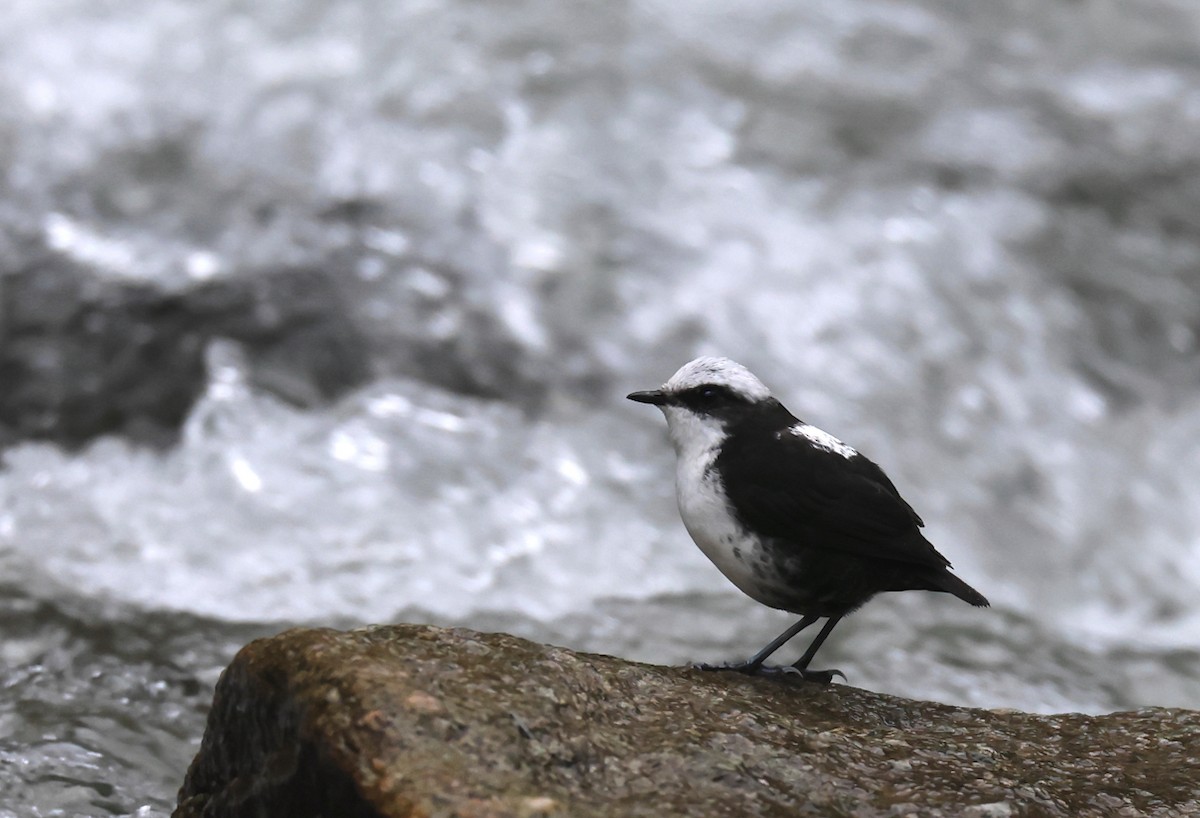 White-capped Dipper - ML659006103