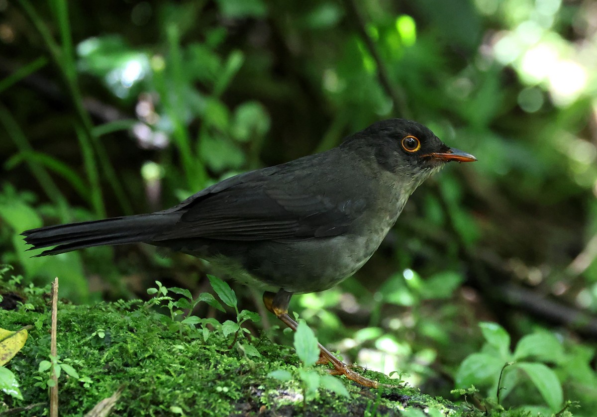 Slaty-backed Nightingale-Thrush - ML659006118