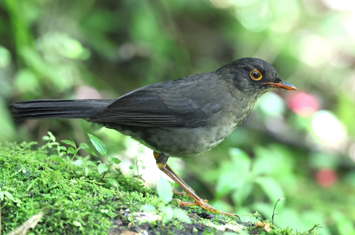 Slaty-backed Nightingale-Thrush - ML659006119