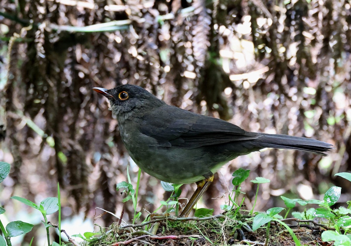 Slaty-backed Nightingale-Thrush - ML659006120