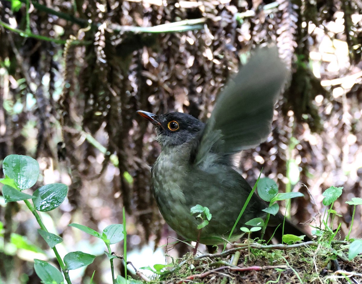 Slaty-backed Nightingale-Thrush - ML659006121