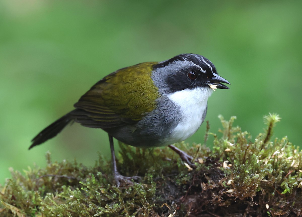 Gray-browed Brushfinch - ML659006141