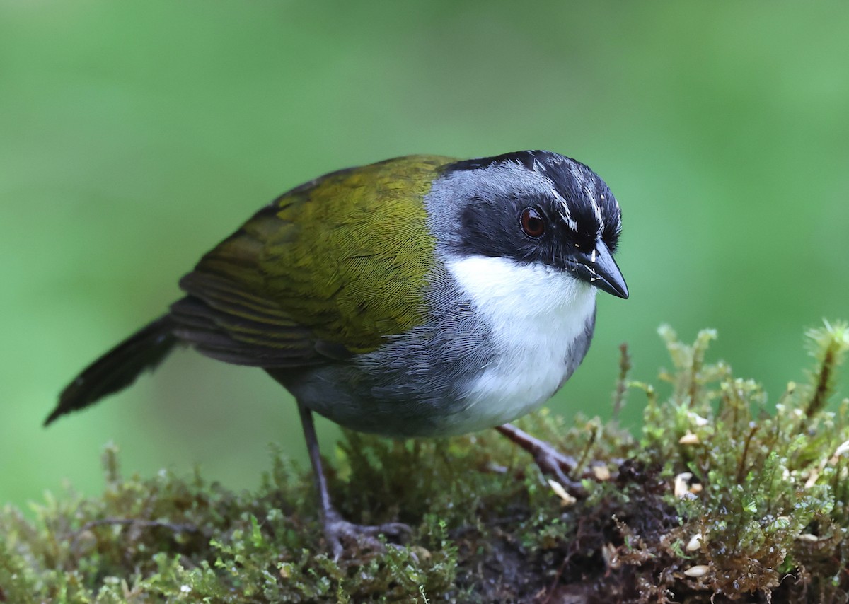 Gray-browed Brushfinch - ML659006142