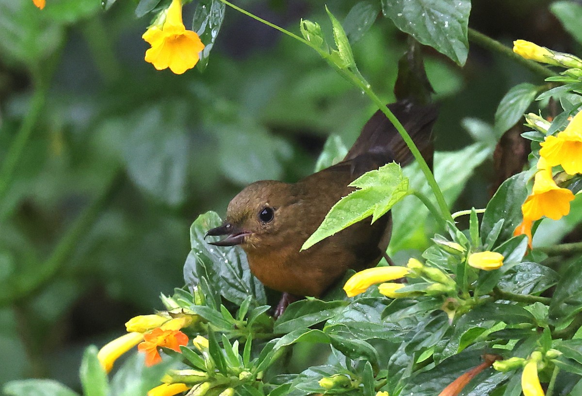 White-sided Flowerpiercer - ML659006173