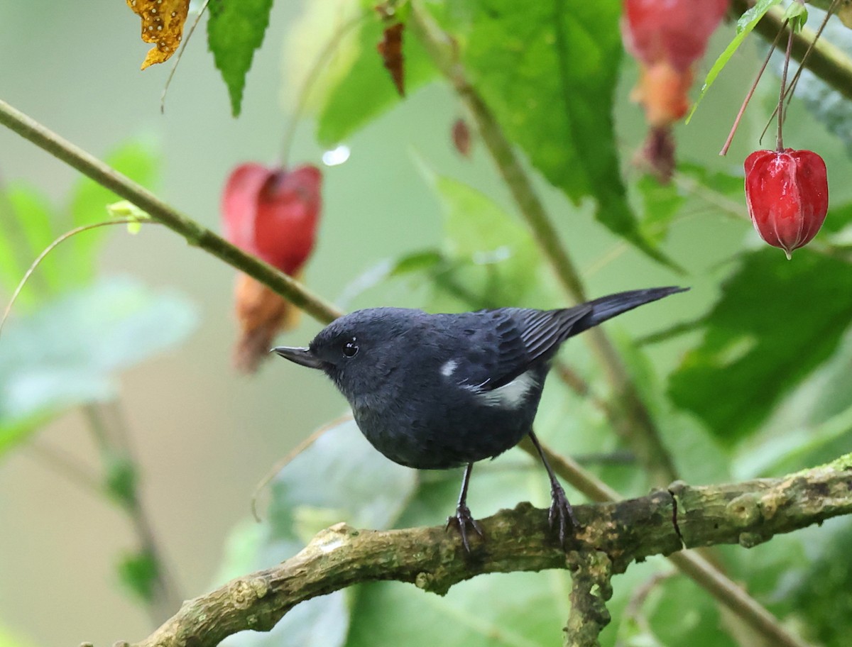 White-sided Flowerpiercer - ML659006174
