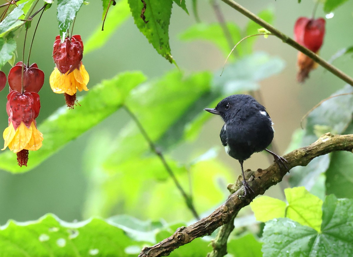 White-sided Flowerpiercer - ML659006175