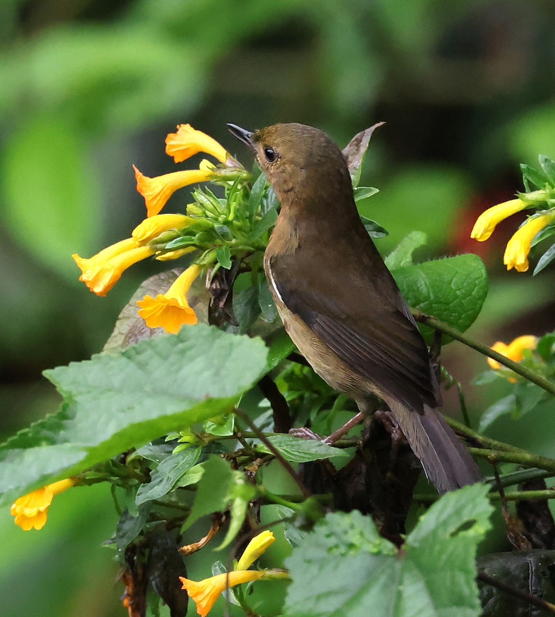 White-sided Flowerpiercer - ML659006177