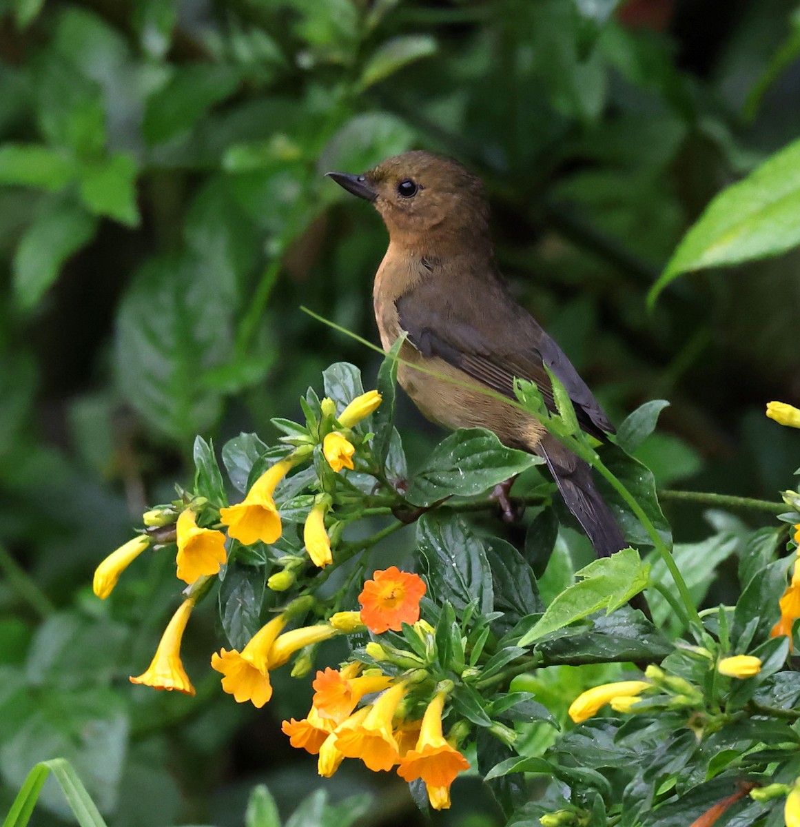 White-sided Flowerpiercer - ML659006178