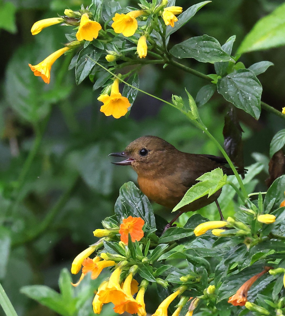 White-sided Flowerpiercer - ML659006179