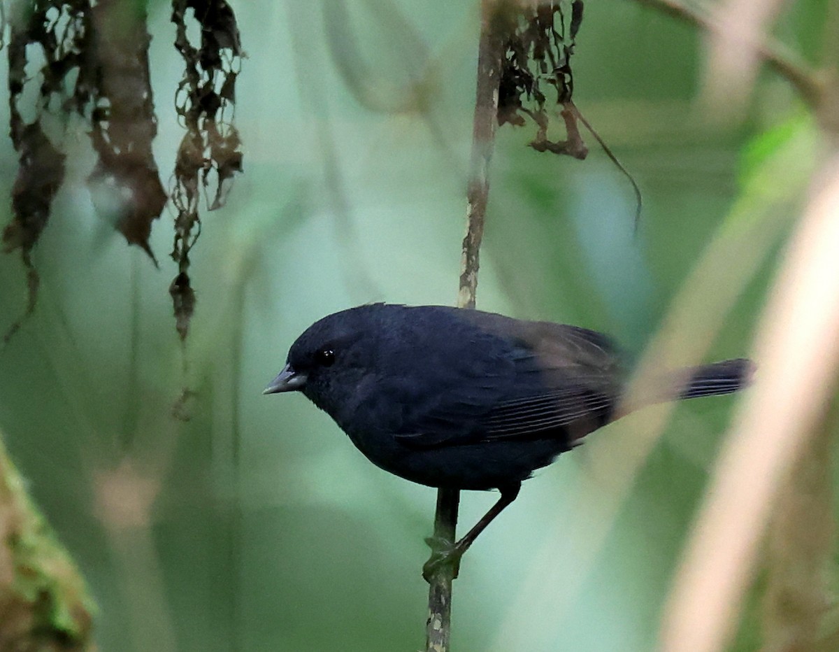 Slaty Finch - ML659006221