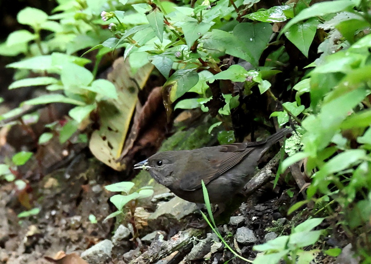 Slaty Finch - ML659006222