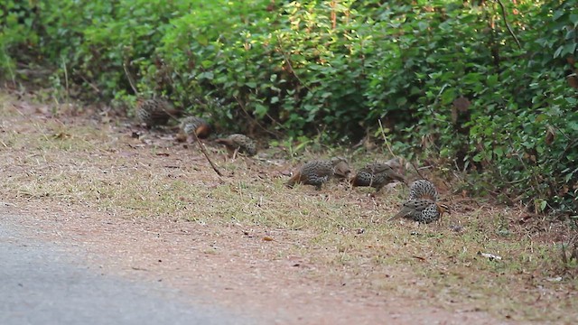 Mountain Bamboo-Partridge - ML659006608