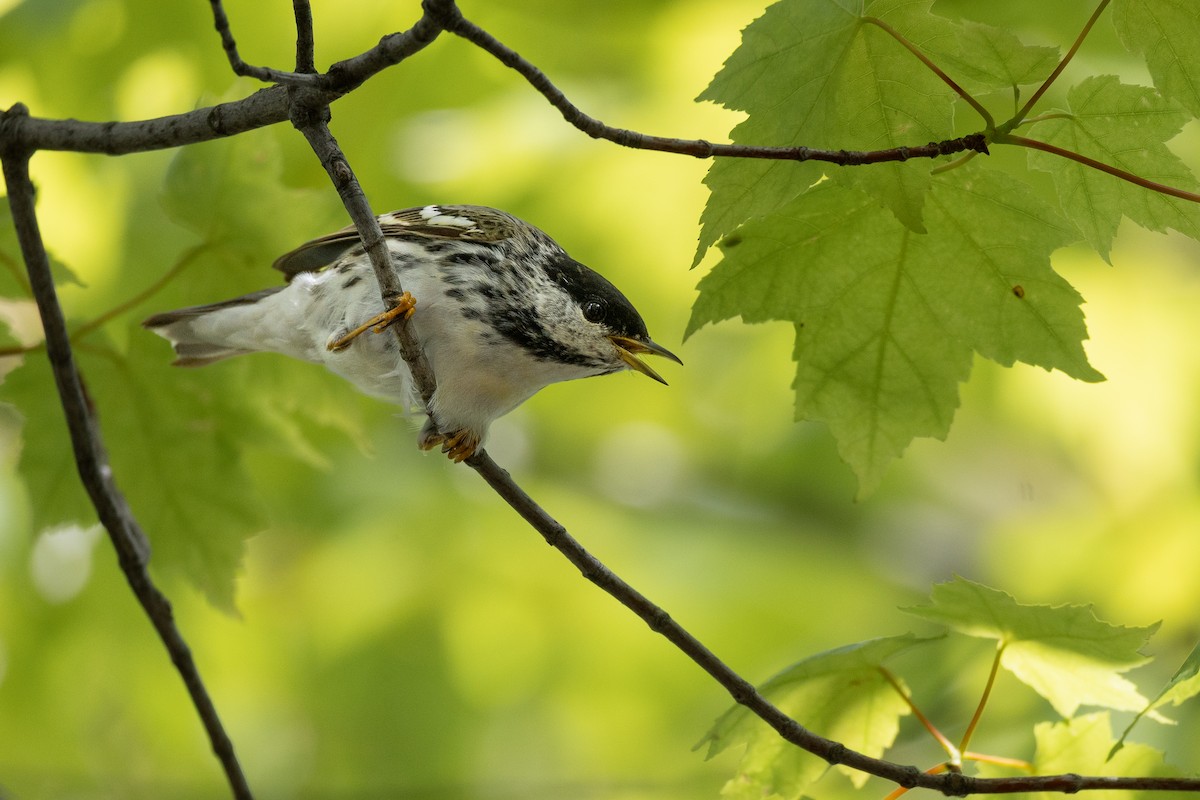 Blackpoll Warbler - ML659006791