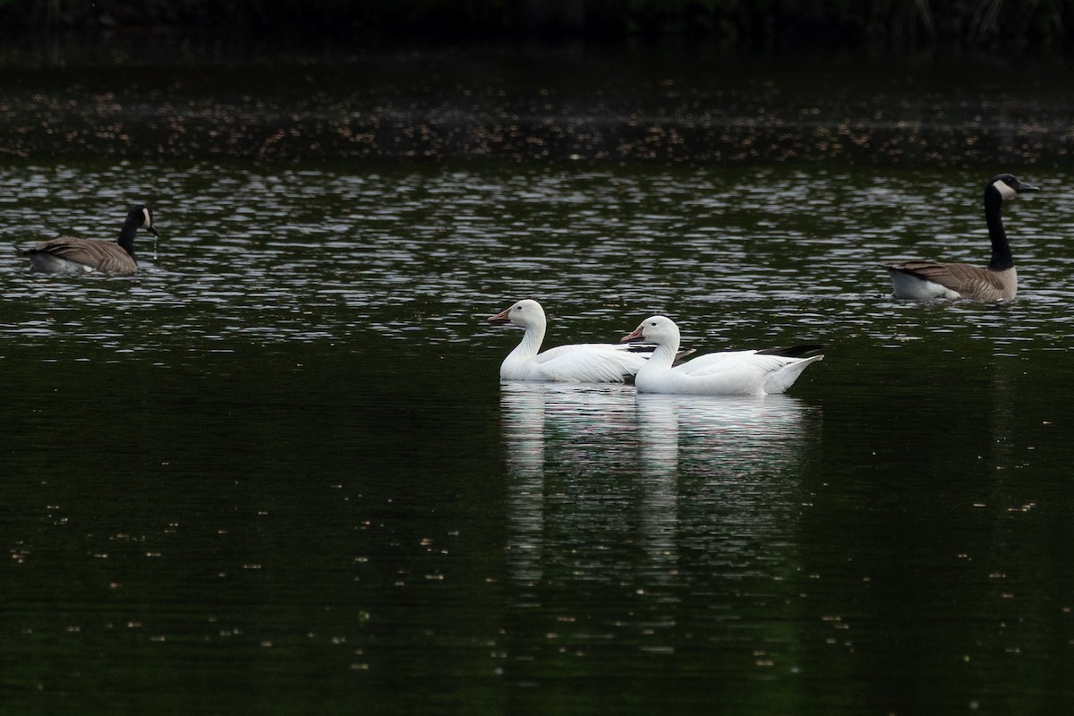 Snow Goose - ML659006837