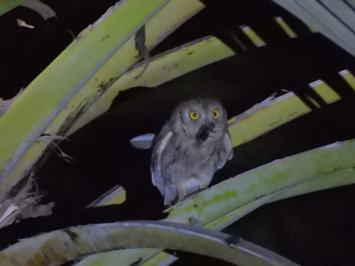 Pallid Scops-Owl - ML659007275