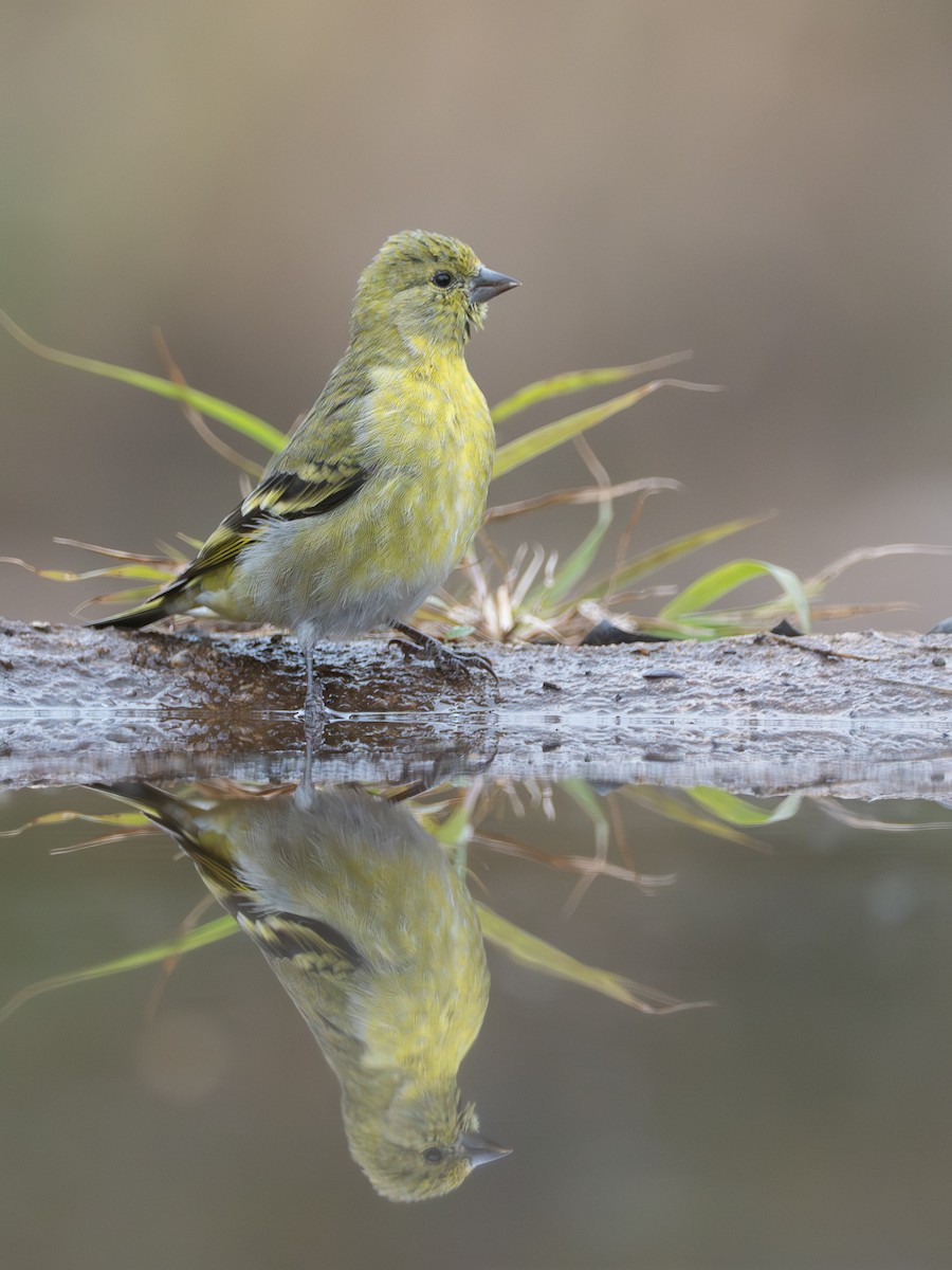 Hooded Siskin - ML659008212