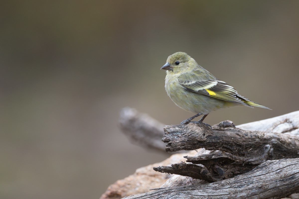 Hooded Siskin - ML659008214