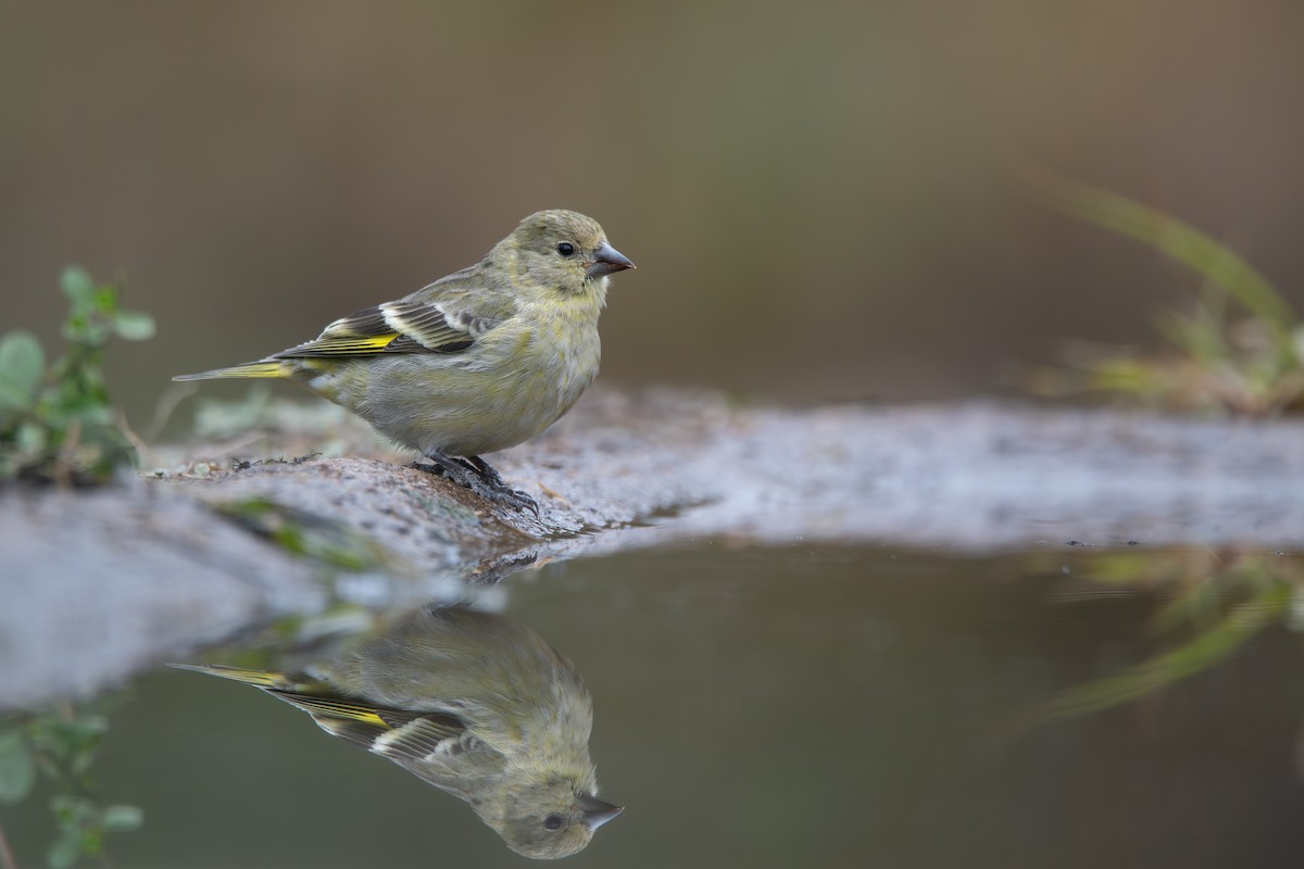 Hooded Siskin - ML659008215