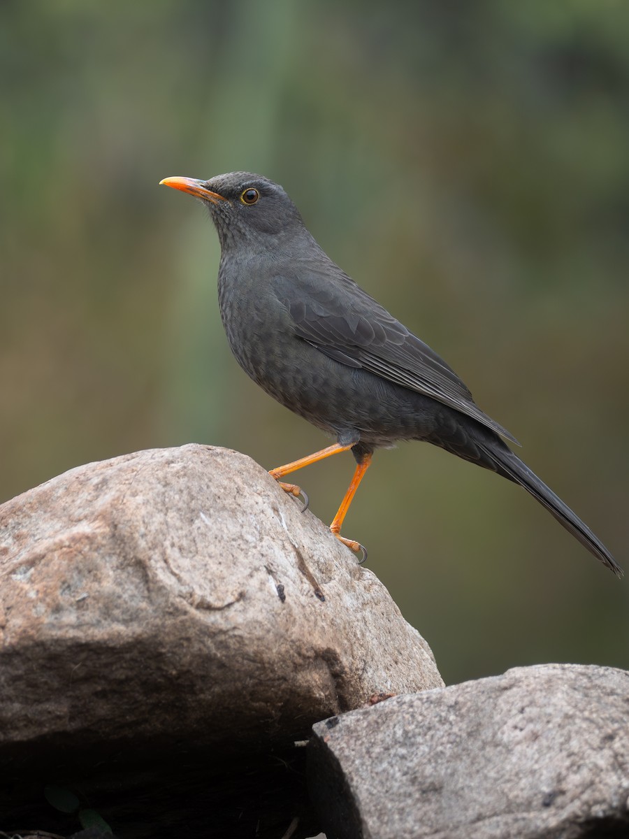 Chiguanco Thrush - ML659008286