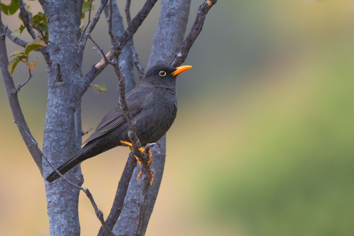 Chiguanco Thrush - ML659008287