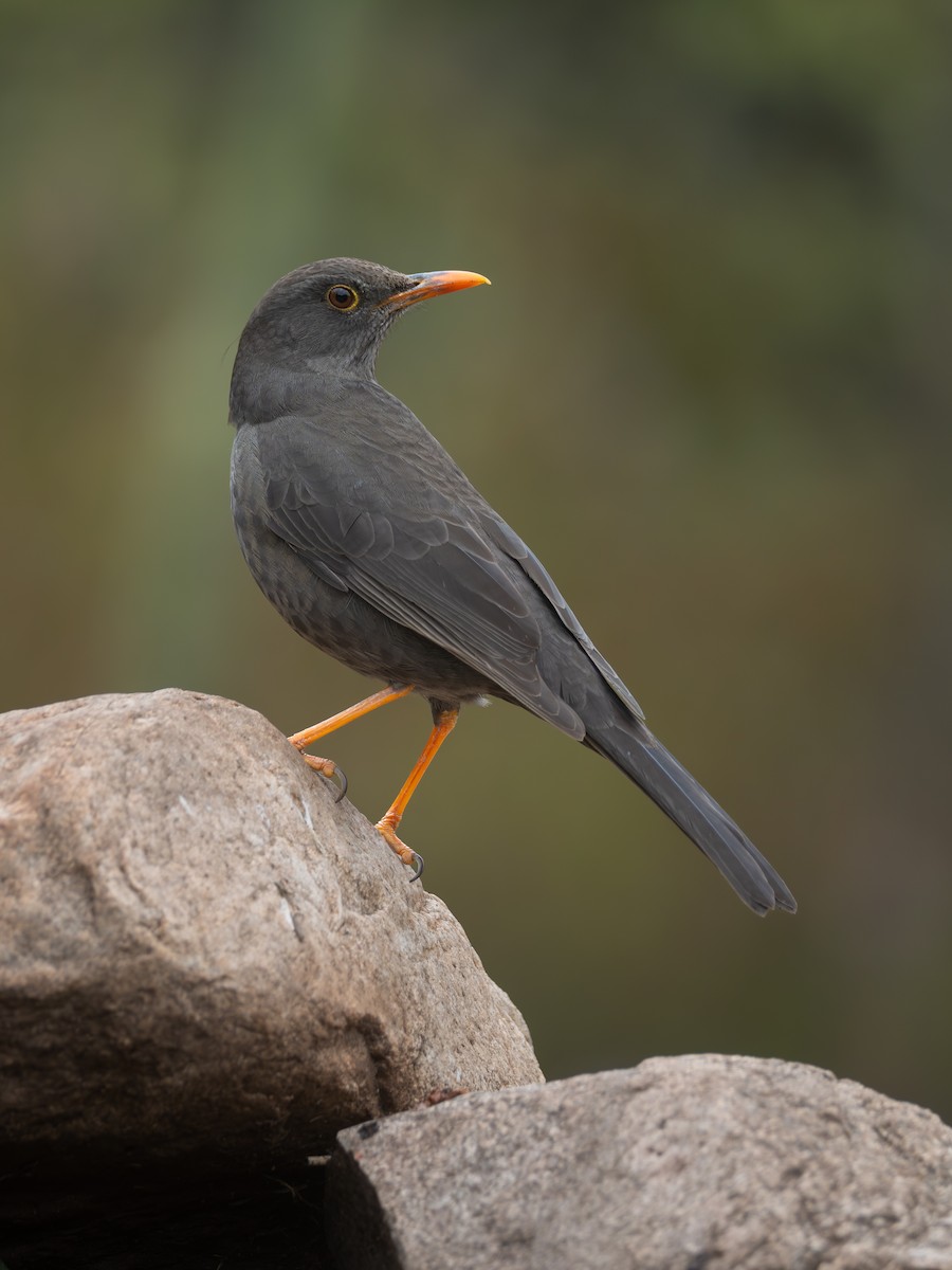 Chiguanco Thrush - ML659008289