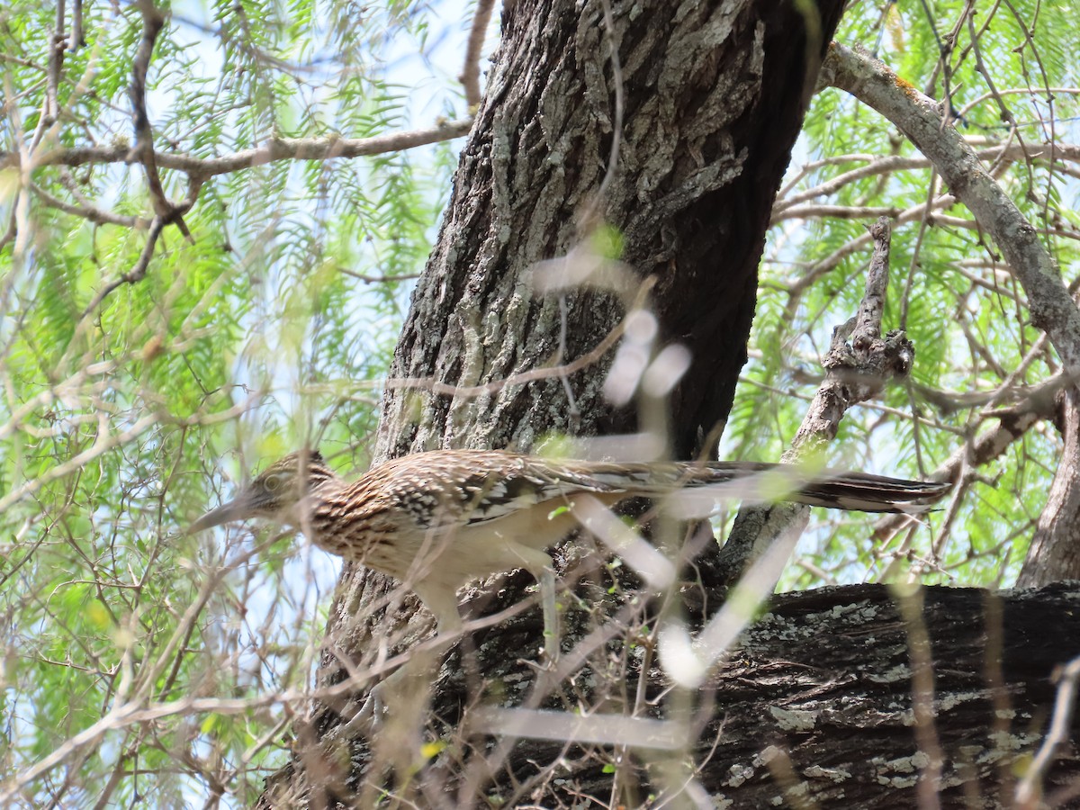 Greater Roadrunner - ML659011263