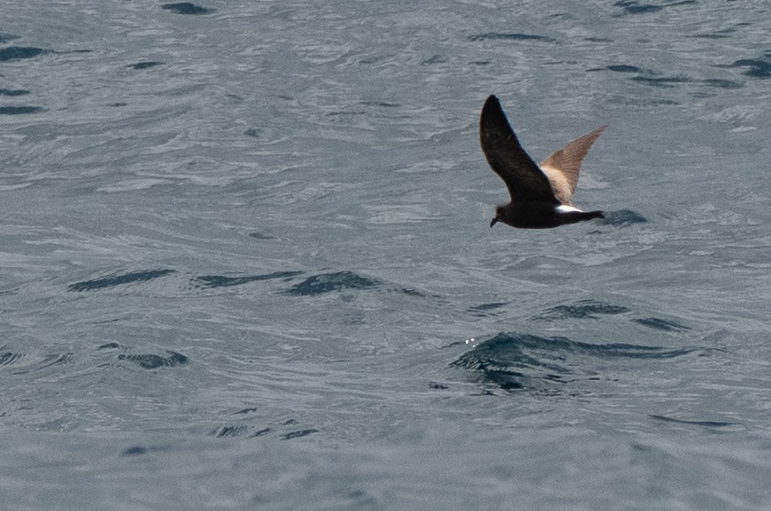 Leach's Storm-Petrel - ML659011322