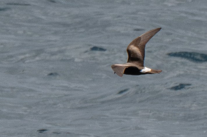 Leach's Storm-Petrel - ML659011323