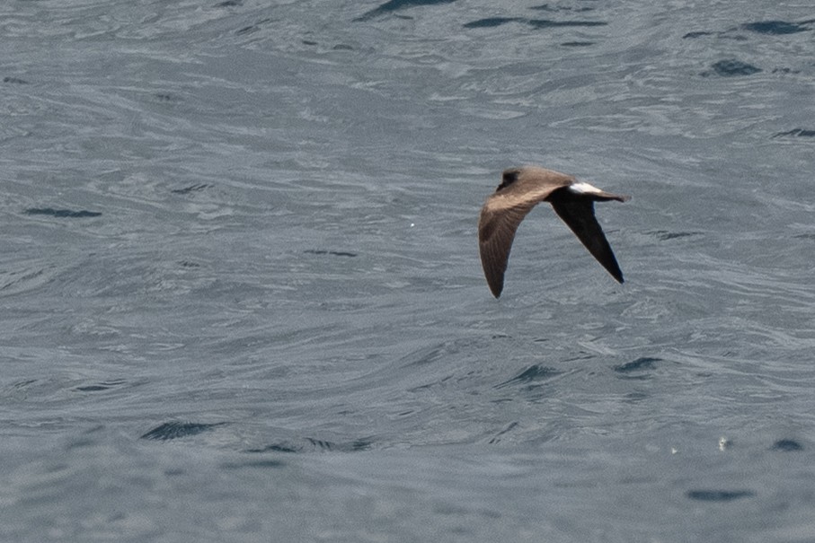 Leach's Storm-Petrel - ML659011324