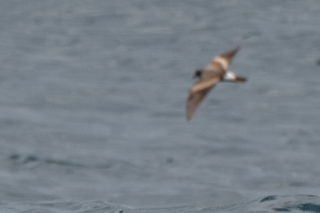Leach's Storm-Petrel - ML659011325
