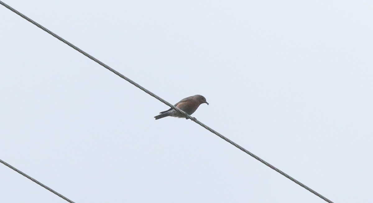 Western Bluebird - ML659011709