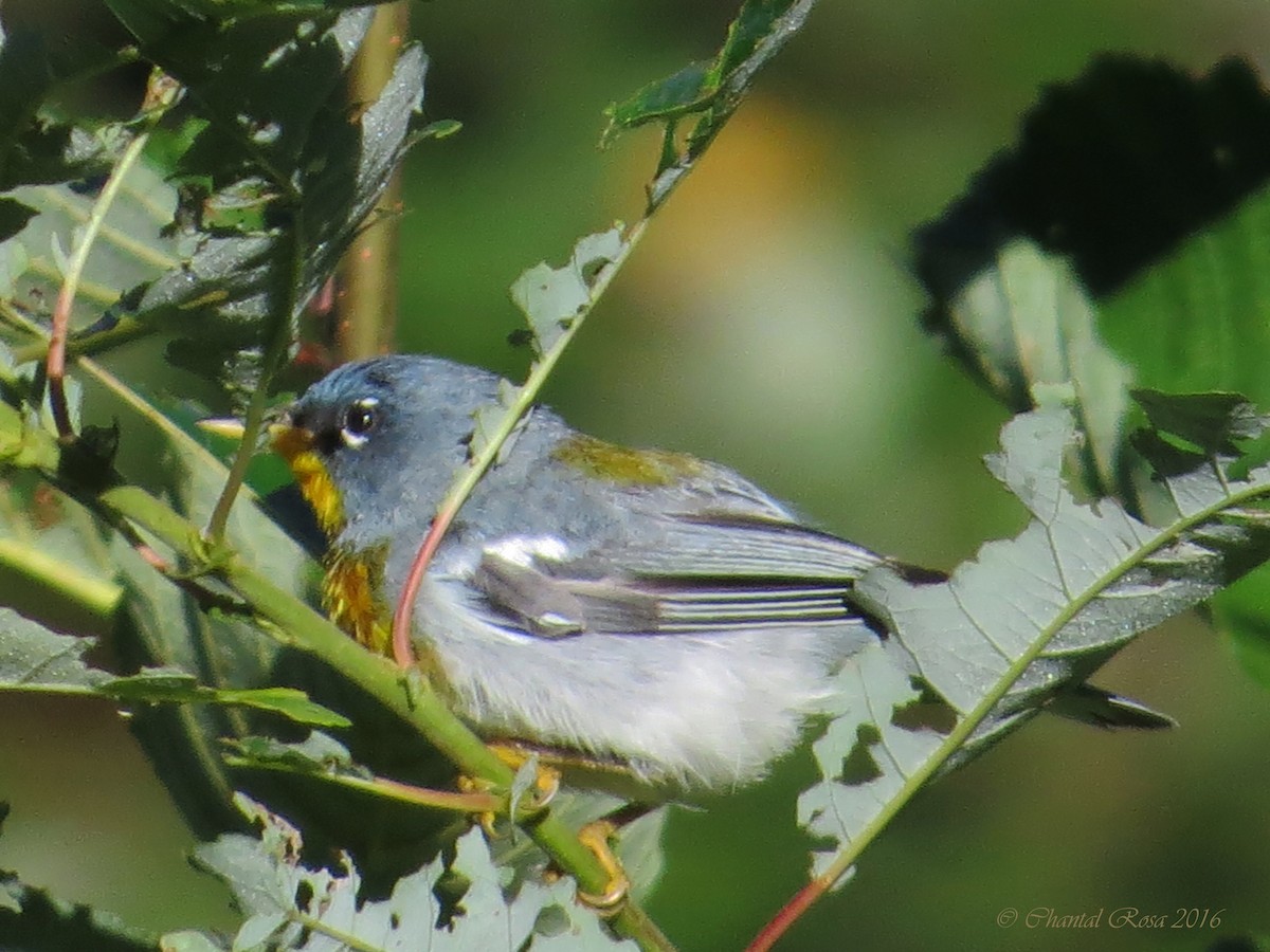 Northern Parula - ML65901291