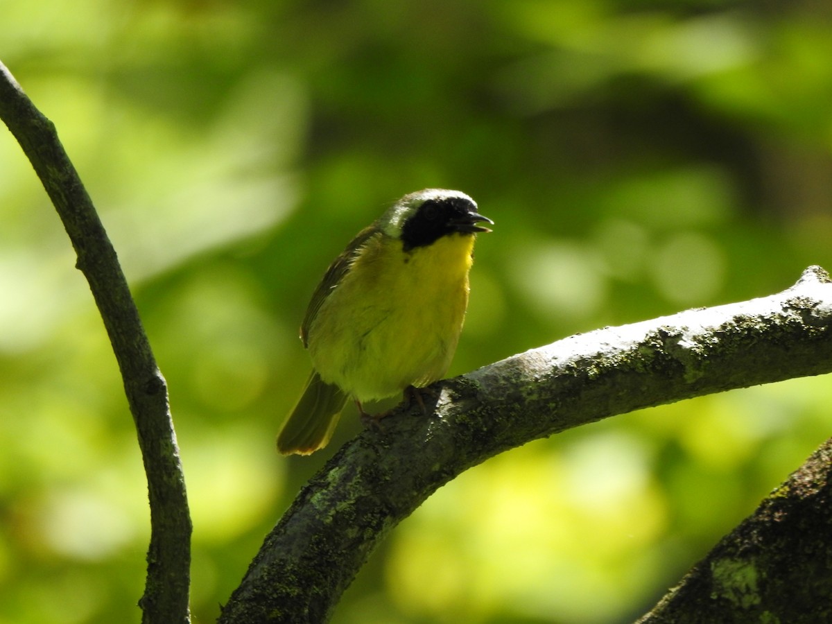 Common Yellowthroat - ML659013831