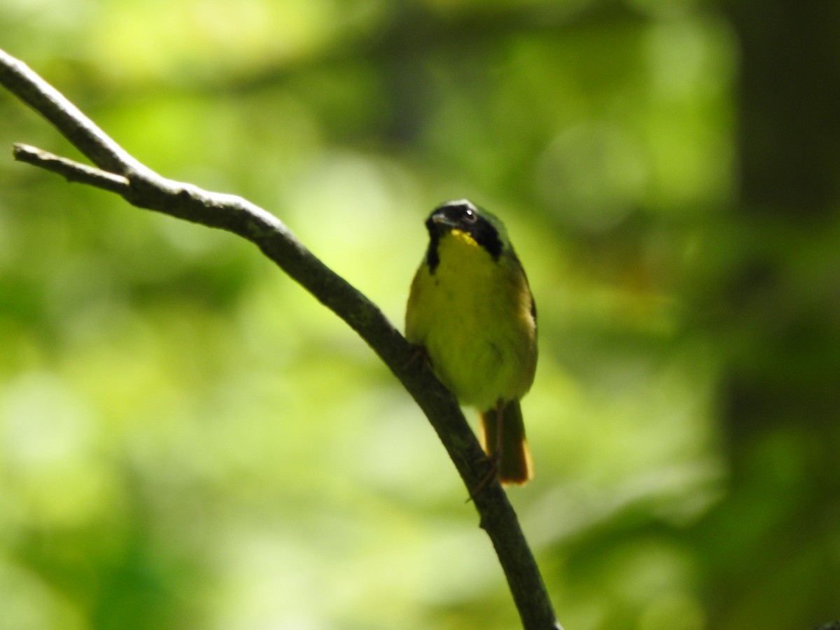 Common Yellowthroat - ML659013854