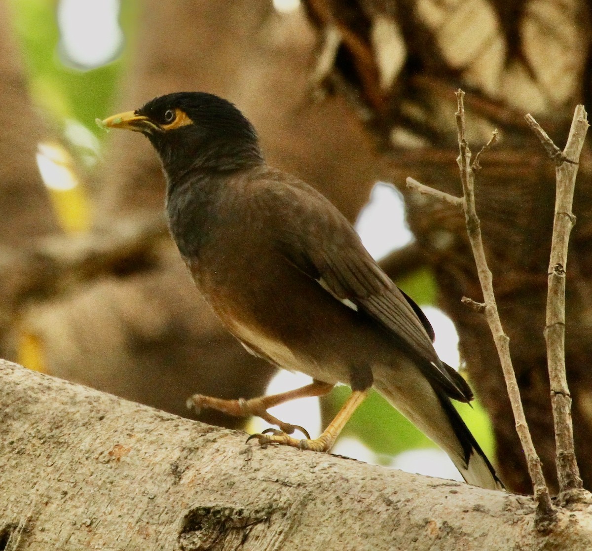 Common Myna - ML659014847