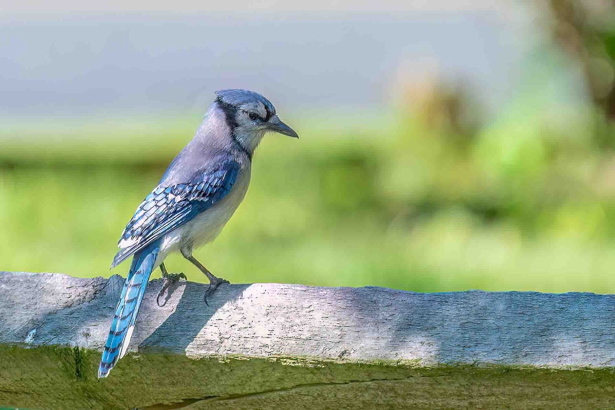 Blue Jay - ML659016092