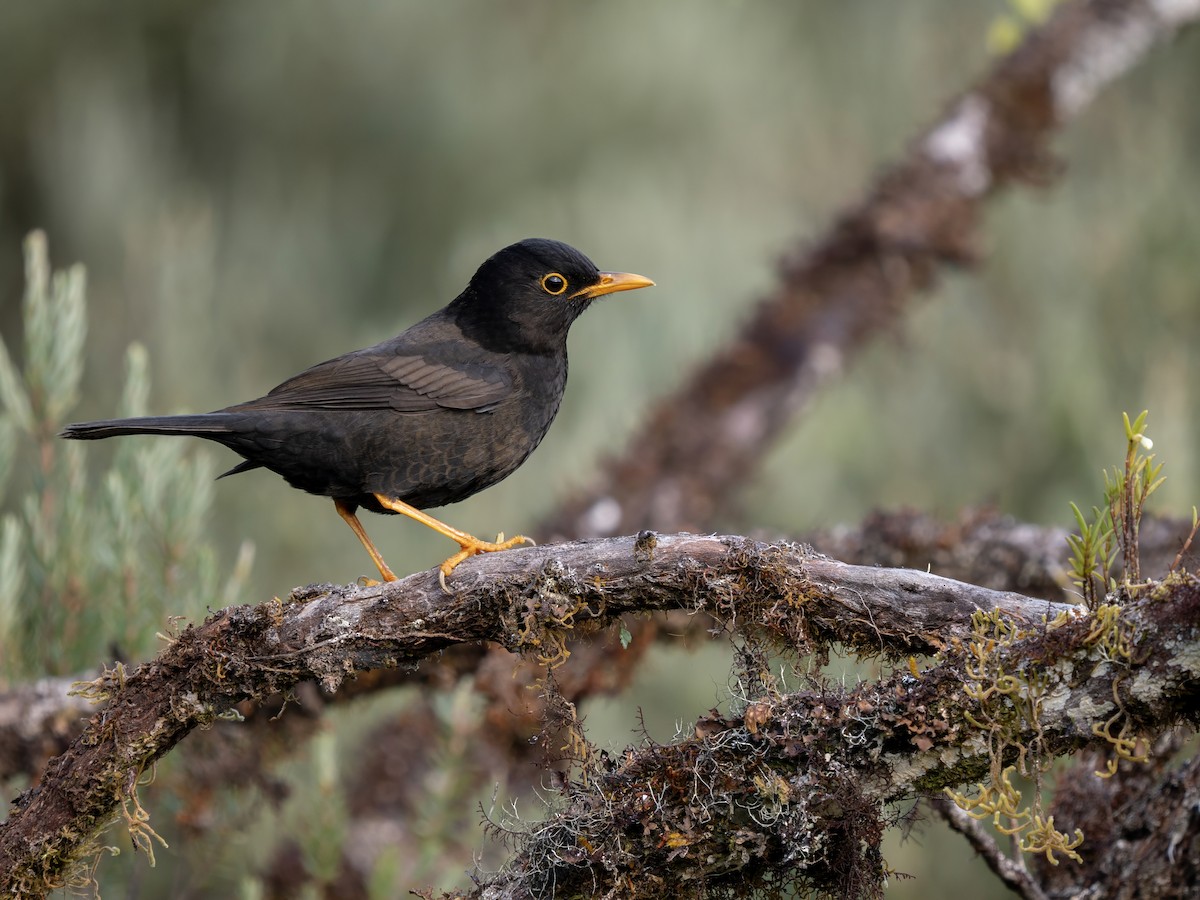ツグミ属 - eBird