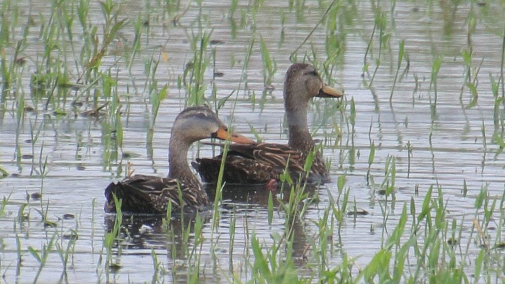 Mottled Duck - ML659016898