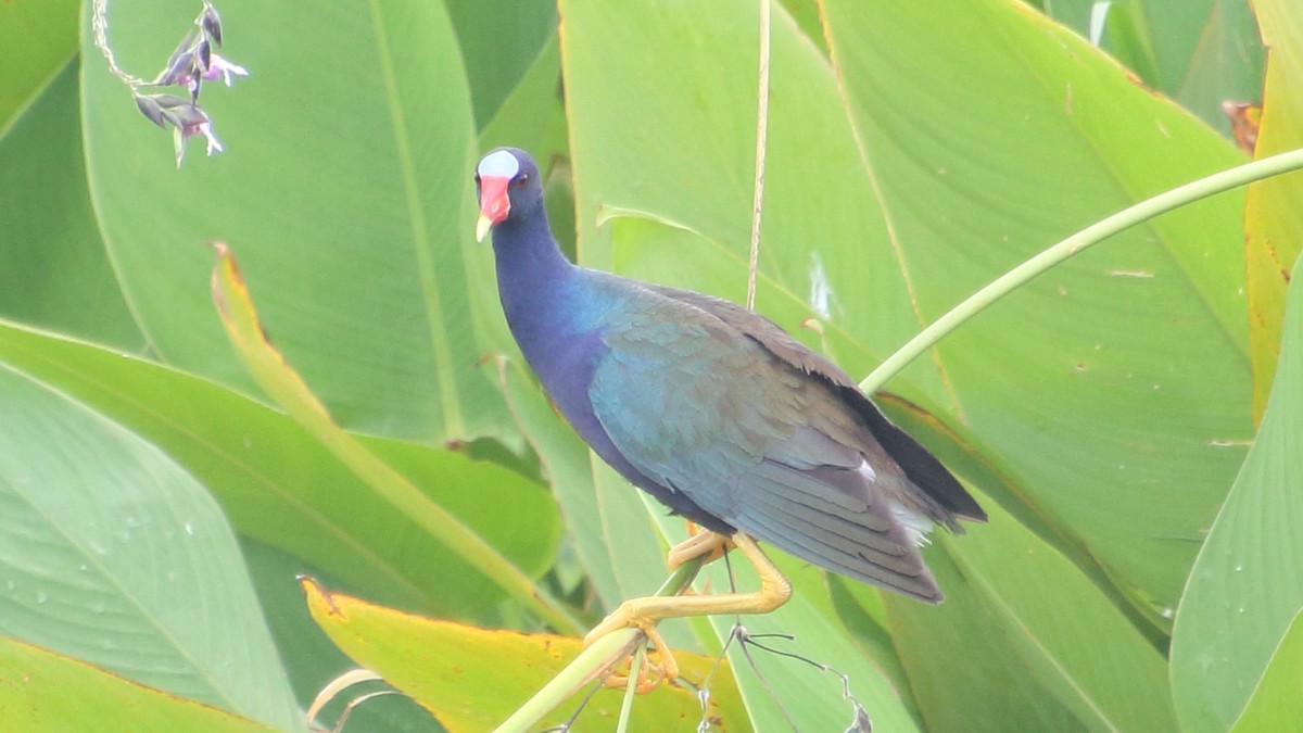 Purple Gallinule - ML659016912