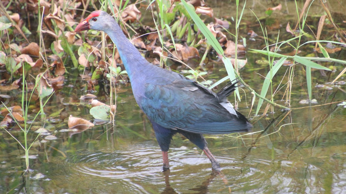 Gray-headed Swamphen - ML659016918
