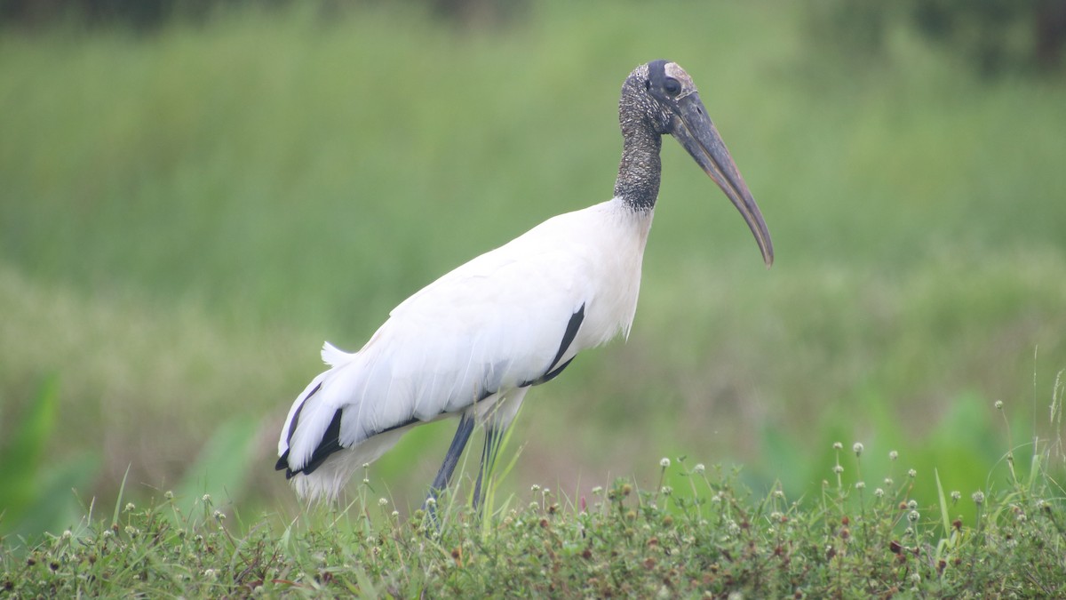 Wood Stork - ML659016934