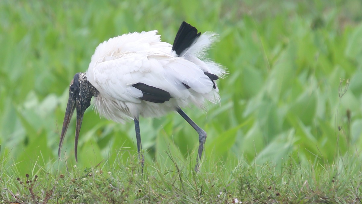 Wood Stork - ML659016937